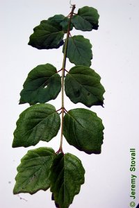 Caprifoliaceae Viburnum dentatum - arrowwood viburnum: Leaves, opposite, simple, deltoid to orbicular in shape, coarsely toothed, often fuzzy.