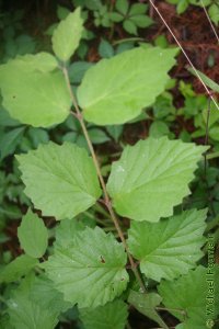 Caprifoliaceae Viburnum dentatum - arrowwood viburnum: Leaves, opposite, simple, deltoid to orbicular in shape, coarsely toothed, often fuzzy.