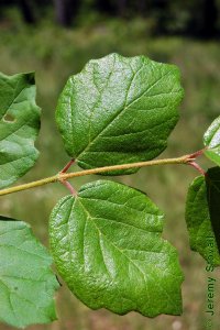 Caprifoliaceae Viburnum dentatum - arrowwood viburnum: Leaves, opposite, simple, deltoid to orbicular in shape, coarsely toothed, often fuzzy.