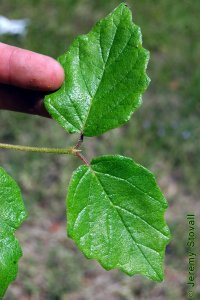 Caprifoliaceae Viburnum dentatum - arrowwood viburnum: Leaves, opposite, simple, deltoid to orbicular in shape, coarsely toothed, often fuzzy.