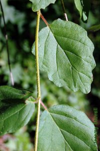 Caprifoliaceae Viburnum dentatum - arrowwood viburnum: Leaves, opposite, simple, deltoid to orbicular in shape, coarsely toothed, often fuzzy.