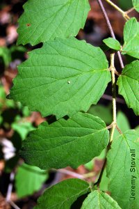 Caprifoliaceae Viburnum dentatum - arrowwood viburnum: Leaves, opposite, simple, deltoid to orbicular in shape, coarsely toothed, often fuzzy.