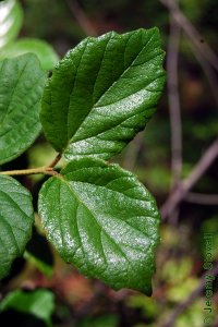 Caprifoliaceae Viburnum dentatum - arrowwood viburnum: Leaves, opposite, simple, deltoid to orbicular in shape, coarsely toothed, often fuzzy.