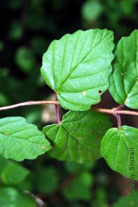 Caprifoliaceae Viburnum dentatum - arrowwood viburnum: Leaves, opposite, simple, deltoid to orbicular in shape, coarsely toothed, often fuzzy.