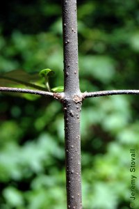 Caprifoliaceae Viburnum dentatum - arrowwood viburnum: Stem showing opposite leaf arrangement.