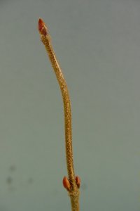 Caprifoliaceae Viburnum dentatum - arrowwood viburnum: Twig showing opposite leaf arrangement.