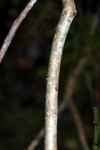 Caprifoliaceae Viburnum nudum - possumhaw viburnum: Branch showing bark.