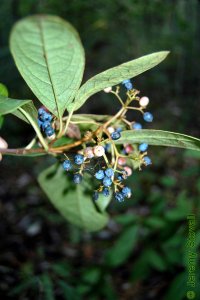 Caprifoliaceae Viburnum nudum - possumhaw viburnum: Fruit, drupe.