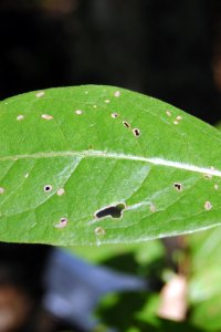 Caprifoliaceae Viburnum nudum - possumhaw viburnum: Leaf, opposite, simple, elliptically shaped.