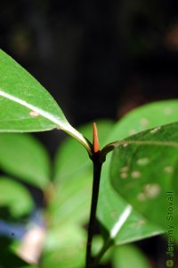 Caprifoliaceae Viburnum nudum - possumhaw viburnum: Twigs showing opposite leaf arrangement, distinctly long terminal buds with valvate scales.