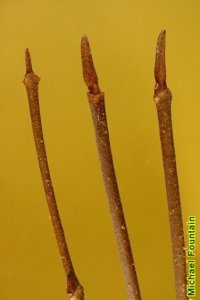 Caprifoliaceae Viburnum nudum - possumhaw viburnum: Twigs showing opposite leaf arrangement, distinctly long terminal buds with valvate scales.