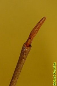 Caprifoliaceae Viburnum nudum - possumhaw viburnum: Twigs showing opposite leaf arrangement, distinctly long terminal buds with valvate scales.