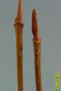 Caprifoliaceae Viburnum nudum - possumhaw viburnum: Twigs showing opposite leaf arrangement, distinctly long terminal buds with valvate scales.