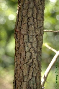 Caprifoliaceae Viburnum rufidulum - rusty blackhaw: Bark on a tree 2 inches in diameter at breast height.  Bark is typically bronze and coarsely blocky.