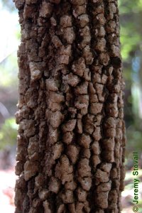 Caprifoliaceae Viburnum rufidulum - rusty blackhaw: Bark on a tree 4 inches in diameter at breast height.  Bark is typically bronze and coarsely blocky.