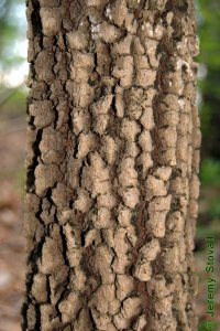 Caprifoliaceae Viburnum rufidulum - rusty blackhaw: Bark on a tree 4 inches in diameter at breast height.  Bark is typically bronze and coarsely blocky.