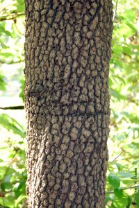 Caprifoliaceae Viburnum rufidulum - rusty blackhaw: Bark on a tree 5 inches in diameter at breast height. Bark is typically bronze and coarsely blocky.