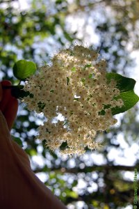 Caprifoliaceae Viburnum rufidulum - rusty blackhaw: Flowers, white, clustered.