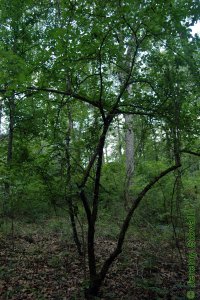 Caprifoliaceae Viburnum rufidulum - rusty blackhaw: Form, a small spreading tree.