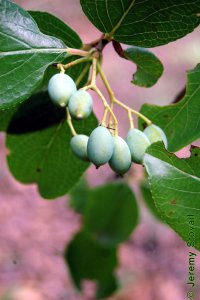 Caprifoliaceae Viburnum rufidulum - rusty blackhaw: Fruit, drupe.
