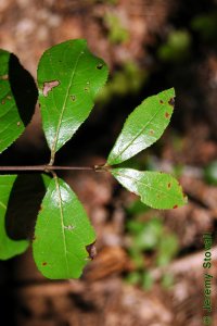 Caprifoliaceae Viburnum rufidulum - rusty blackhaw: Leaves, opposite, simple, shiny, serrate margin.