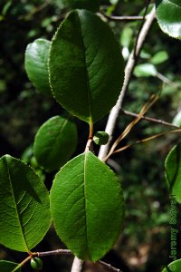 Caprifoliaceae Viburnum rufidulum - rusty blackhaw: Leaves, opposite, simple, shiny, serrate margin.