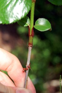 Caprifoliaceae Viburnum rufidulum - rusty blackhaw: Twig showing opposite leaf arrangement and appearance of rusty brown bud scales following bud-break in the spring.