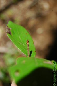 Caprifoliaceae Viburnum rufidulum - rusty blackhaw: Twig showing opposite leaf arrangement and squat, rusty brown buds.