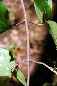 Caprifoliaceae Viburnum rufidulum - rusty blackhaw: Branch showing &#039;fish bone&#039; opposite short shoots.