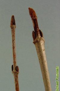 Caprifoliaceae Viburnum rufidulum - rusty blackhaw: Twig showing opposite leaf arrangement and squat, rusty brown buds.