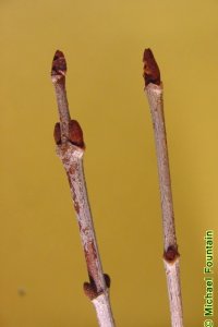 Caprifoliaceae Viburnum rufidulum - rusty blackhaw: Twig showing opposite leaf arrangement and squat, rusty brown buds.