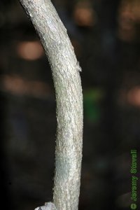 Fabaceae Wisteria frutescens - American wisteria: Bark on a vine less than 1 inch in diameter.