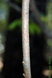 Fabaceae Wisteria frutescens - American wisteria: Bark on a vine less than 1 inch in diameter.