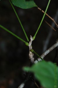 Fabaceae Wisteria frutescens - American wisteria: Twig showing alternate leaf arrangement.