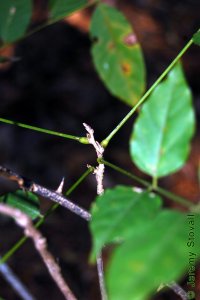 Fabaceae Wisteria frutescens - American wisteria: Twig showing alternate leaf arrangement.