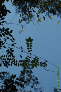 Fabaceae Wisteria frutescens - American wisteria: Form, can be a high climbing twining vine.