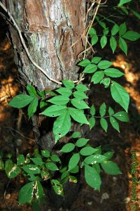 Fabaceae Wisteria frutescens - American wisteria: Form, can be a high climbing twining vine.