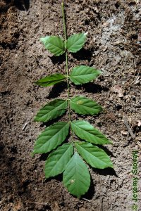 Fabaceae Wisteria frutescens - American wisteria: Leaf, alternate, pinnately compound.