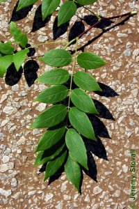 Fabaceae Wisteria frutescens - American wisteria: Leaf, alternate, pinnately compound.