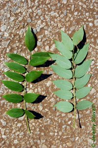 Fabaceae Wisteria frutescens - American wisteria: Leaf, alternate, pinnately compound.