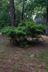 Fabaceae Wisteria sinensis - Chinese wisteria: Form, vine that can be trained into a small shrub.  Will become an aggressively climbing invasive vine if not carefully controlled.