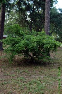 Fabaceae Wisteria sinensis - Chinese wisteria: Form, vine that can be trained into a small shrub.  Will become an aggressively climbing invasive vine if not carefully controlled.