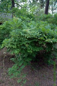 Fabaceae Wisteria sinensis - Chinese wisteria: Form, vine that can be trained into a small shrub.  Will become an aggressively climbing invasive vine if not carefully controlled.