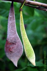 Fabaceae Wisteria sinensis - Chinese wisteria: Fruit, legume, green turning brown as it ripens and ages.