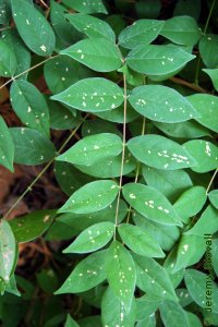 Fabaceae Wisteria sinensis - Chinese wisteria: Leaf, alternate, pinnately compound.