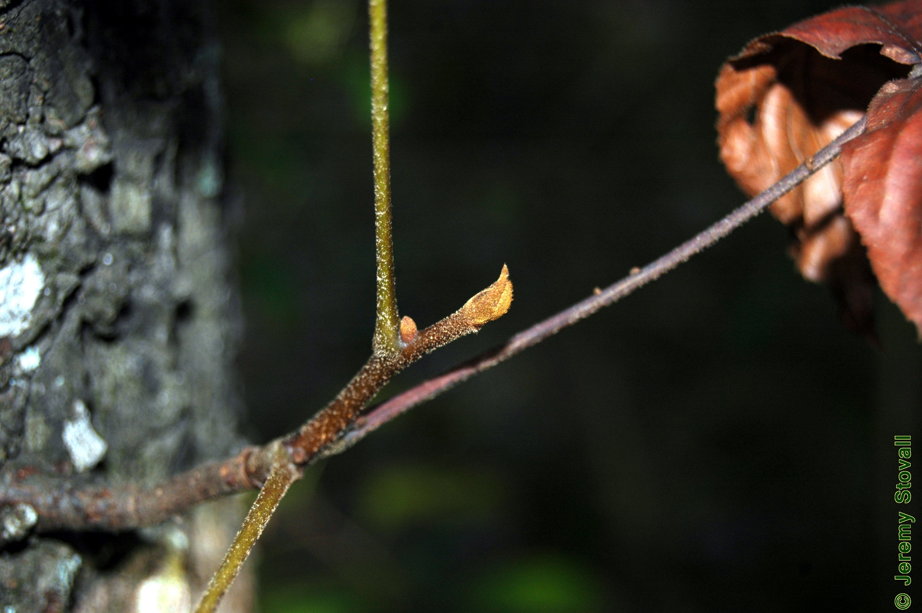 SFA Dendro Juglandaceae Carya cordiformis bitternut hickory (Lab 10)