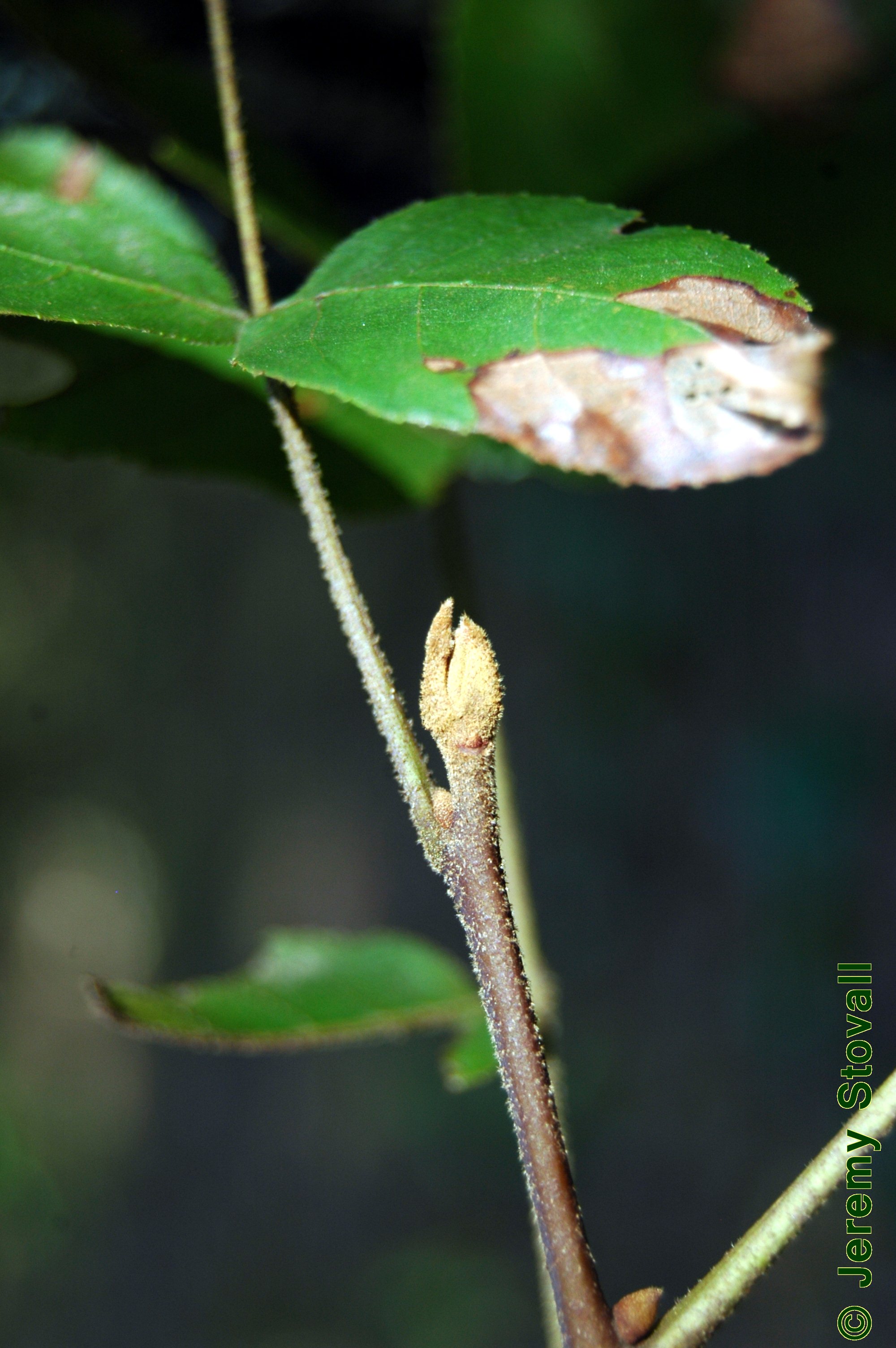 SFA Dendro Juglandaceae Carya cordiformis bitternut hickory (Lab 10)