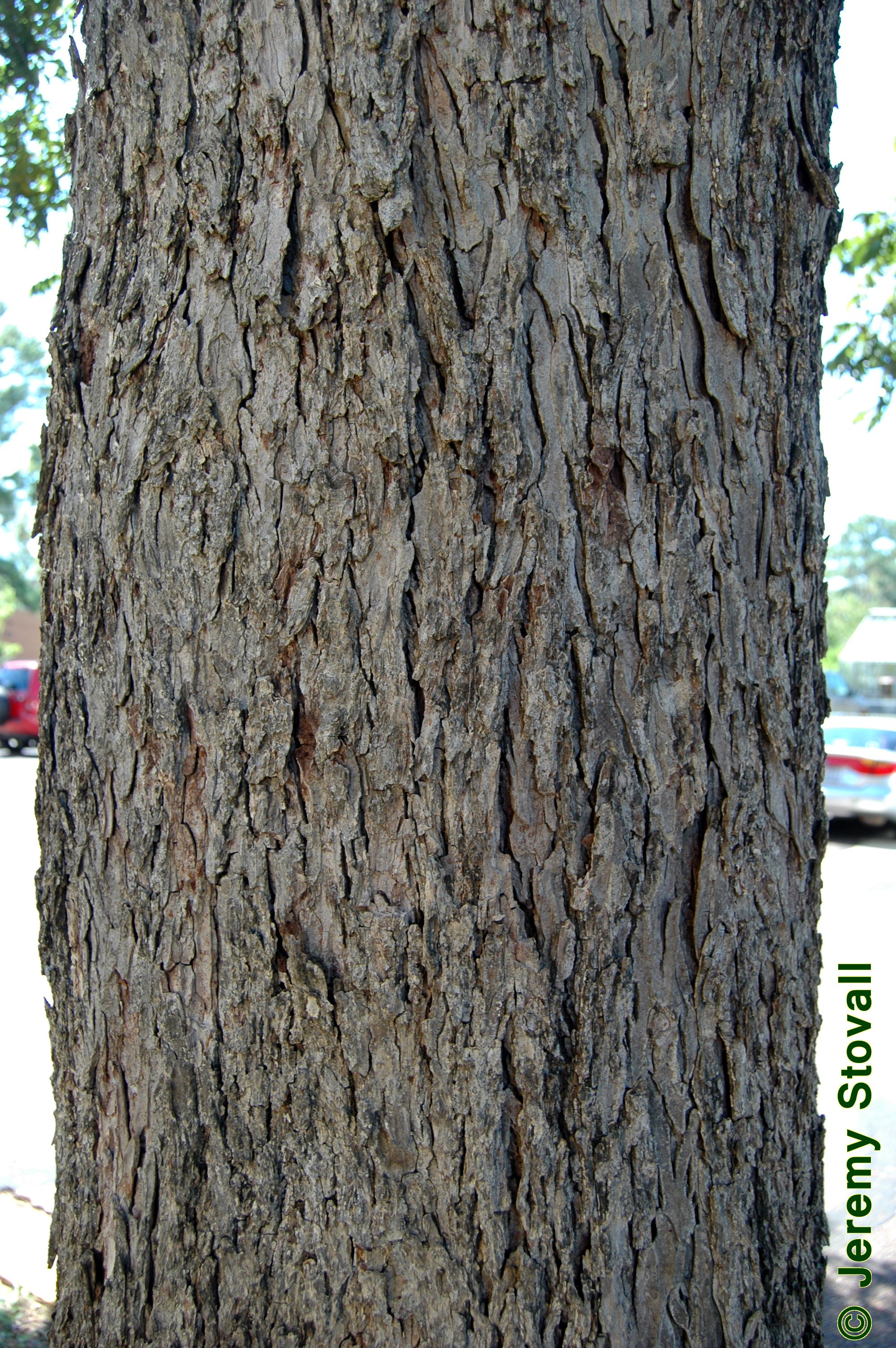 Pecan Tree Bark Identification