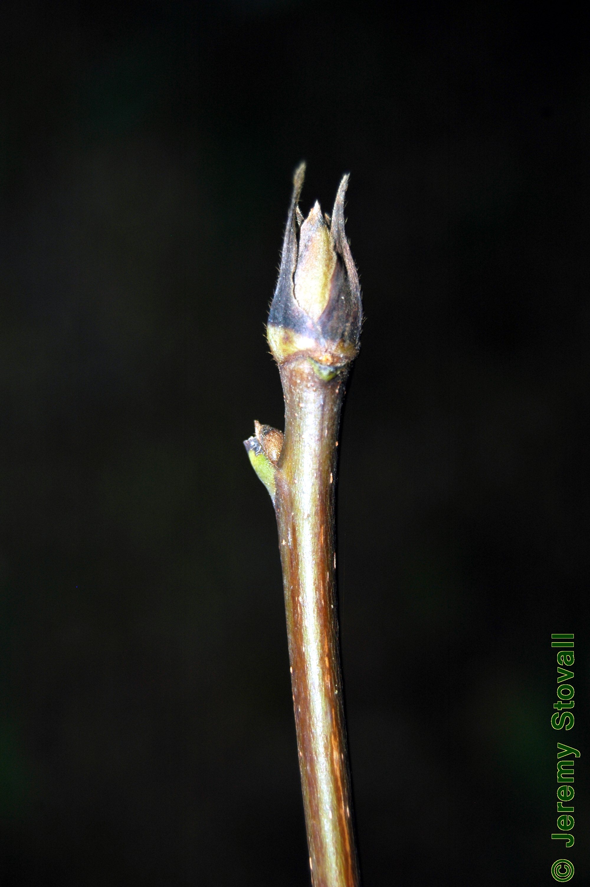 SFA Dendro Juglandaceae Carya ovata shagbark hickory (Lab 01)