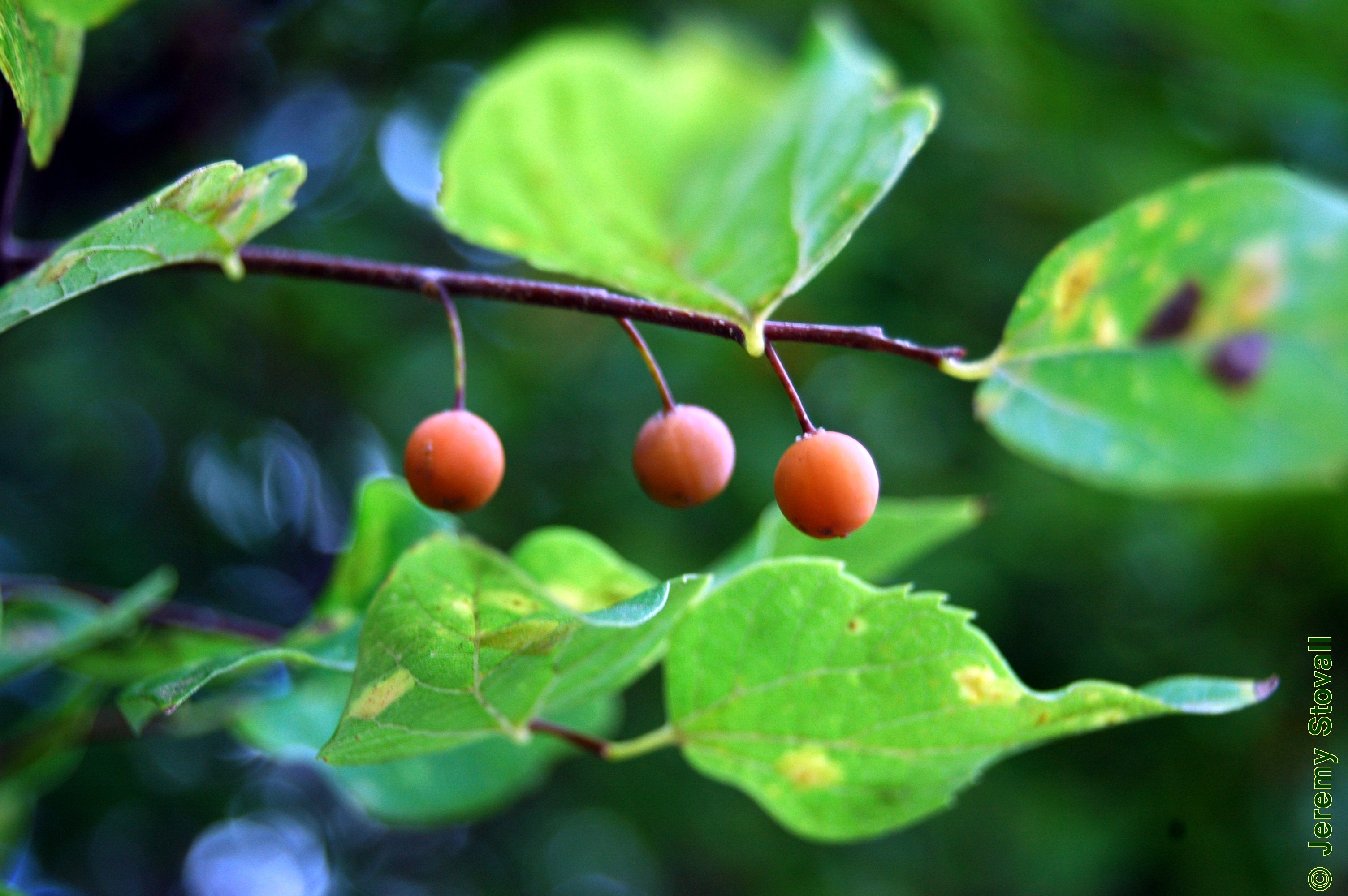 SFA Dendro - Fruit Morphology: Types